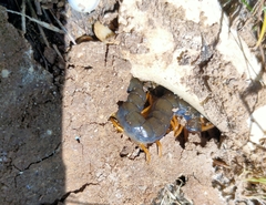 Scolopendra cingulata