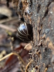 Glomeris marginata
