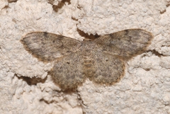 Idaea blaesii