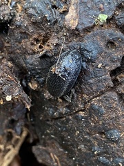 Arion hortensis