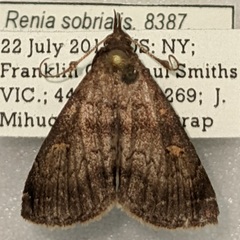 Renia sobrialis