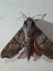 Callionima grisescens