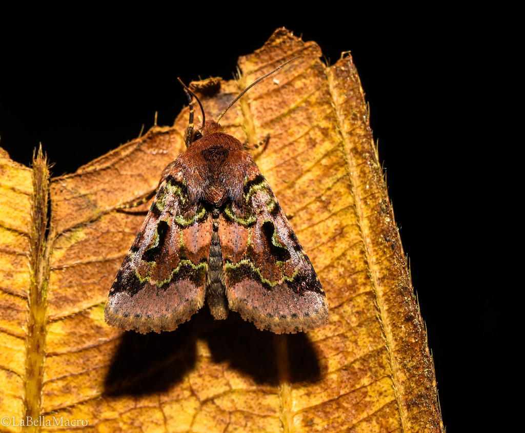 Hypotrix achatioides
