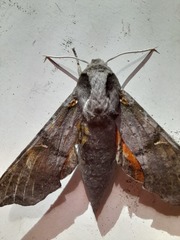 Callionima grisescens