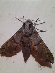 Callionima grisescens