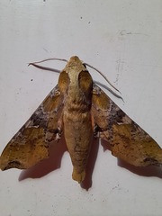 Callionima grisescens