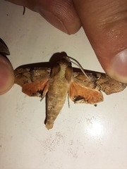 Callionima grisescens