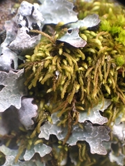 Pterigynandrum filiforme