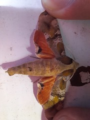 Callionima grisescens