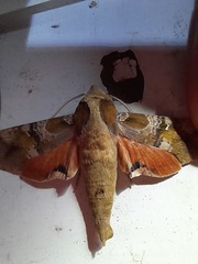 Callionima grisescens