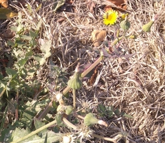 Sonchus oleraceus