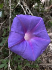 Ipomoea indica image