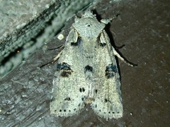 Lithophane querquera