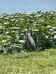 Ardea herodias