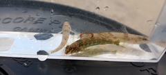 Etheostoma histrio
