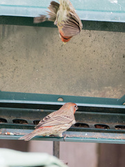 Haemorhous mexicanus