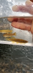 Fundulus escambiae