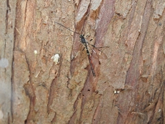 Megarhyssa verae