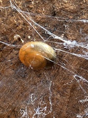 Oxychilus draparnaudi