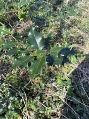 Ilex aquifolium