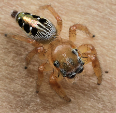 Thyene coccineovittata