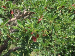 Terminalia phanerophlebia
