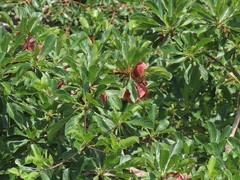 Terminalia phanerophlebia