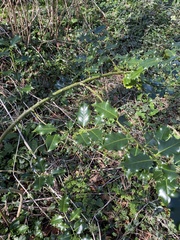 Ilex aquifolium