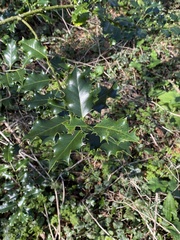 Ilex aquifolium