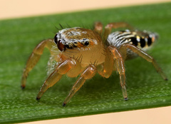 Thyene coccineovittata
