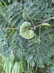 Enterolobium contortisiliquum