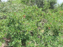 Terminalia phanerophlebia