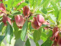 Terminalia phanerophlebia