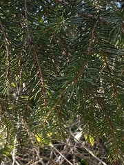 Picea