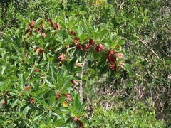 Terminalia phanerophlebia