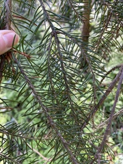 Picea