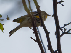 Setophaga coronata