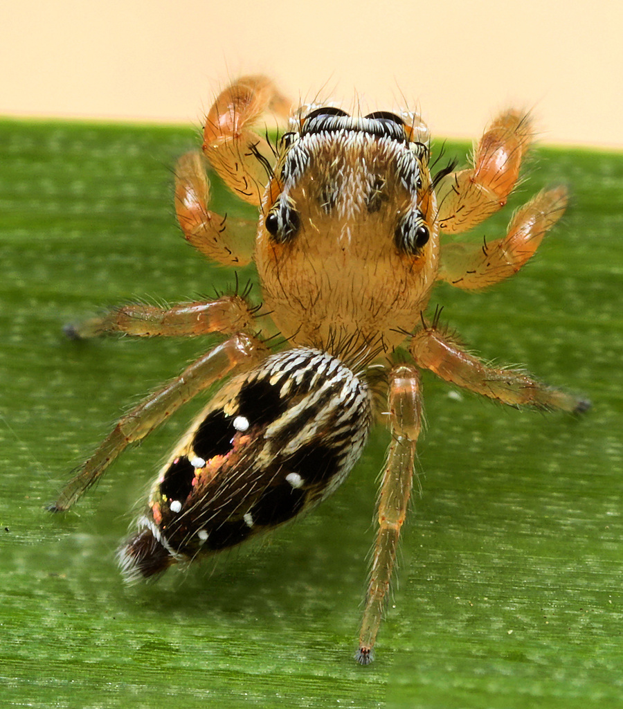 Spotted Thyene Jumping Spider