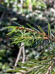 Picea