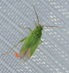 Orthotylus