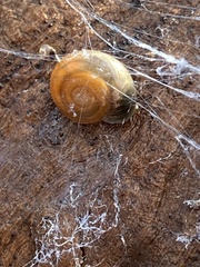 Oxychilus draparnaudi