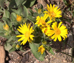Heterotheca resinolens