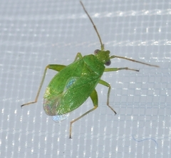 Orthotylus
