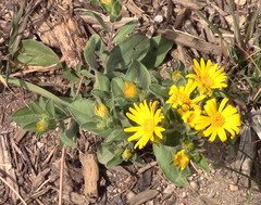 Heterotheca resinolens