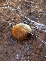 Oxychilus draparnaudi