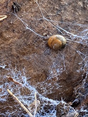 Oxychilus draparnaudi