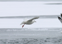 Larus hyperboreus