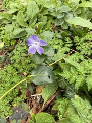 Vinca major