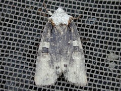 Lithophane querquera