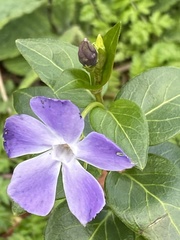 Vinca major